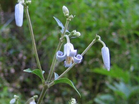 Clematis stans