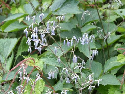 Clematis stans