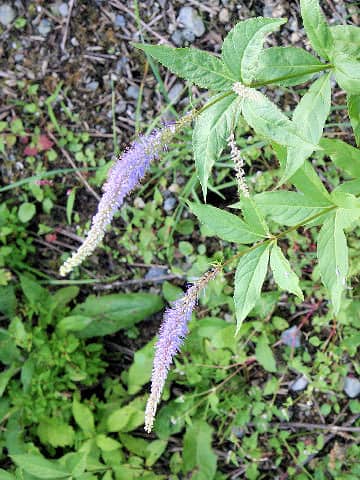 Veronicastrum sibiricum ssp. japonicum