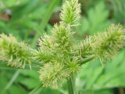 Cyperus cyperoides