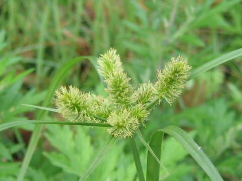 Cyperus cyperoides