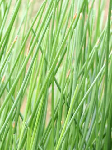 Eleocharis kuroguwai
