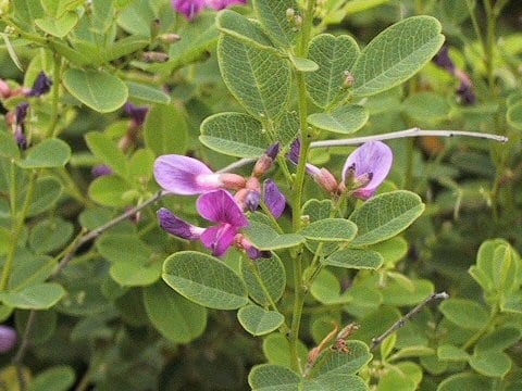 Lespedeza bicolor var. higoensis