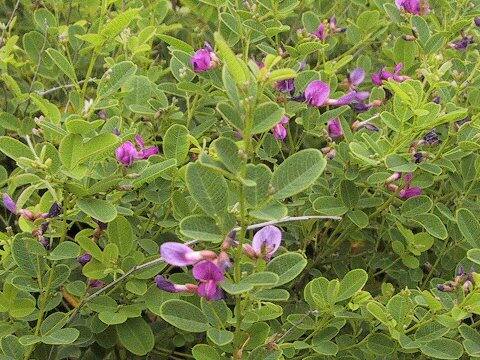 Lespedeza bicolor var. higoensis