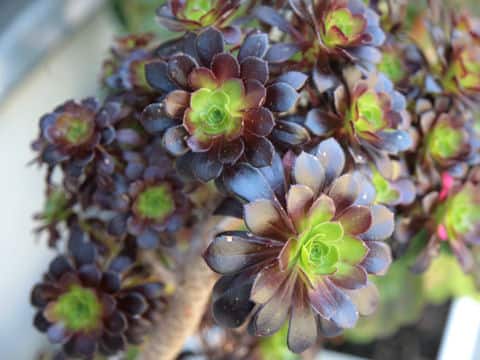 Aeonium arboreum cv. Atropurpureum