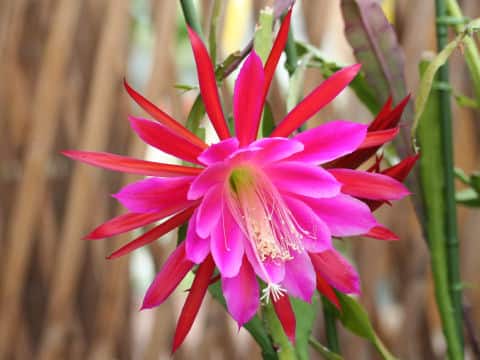 Epiphyllum hybrids