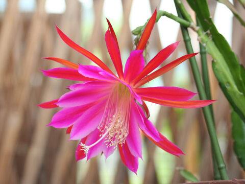 Epiphyllum hybrids