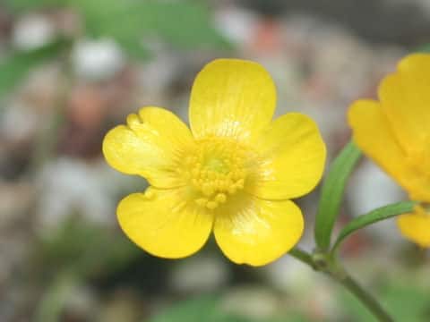 Ranunculus pygmaeus