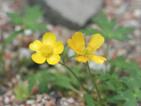 Ranunculus pygmaeus