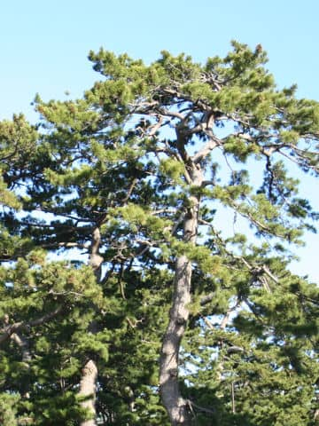 Pinus thunbergii