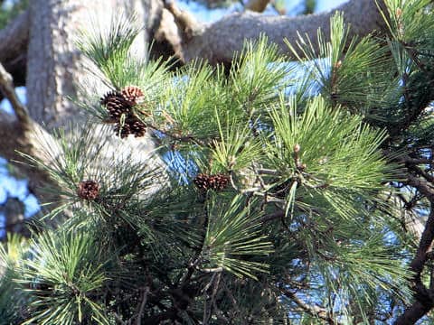 Pinus thunbergii