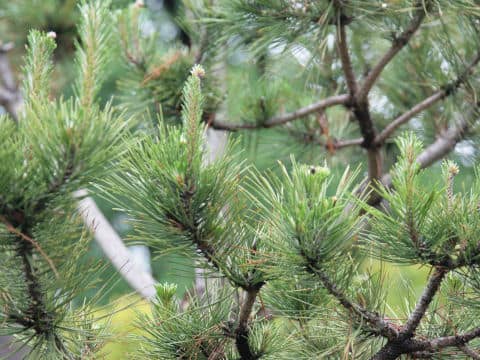 Pinus thunbergii