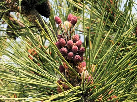 Pinus thunbergii