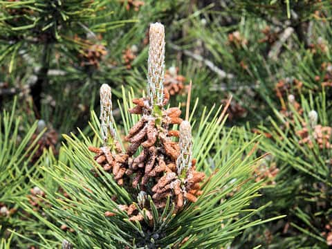 Pinus thunbergii