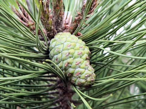 Pinus thunbergii