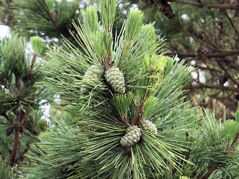 Pinus thunbergii