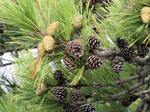 Pinus thunbergii