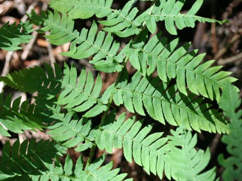 Dryopteris lacera