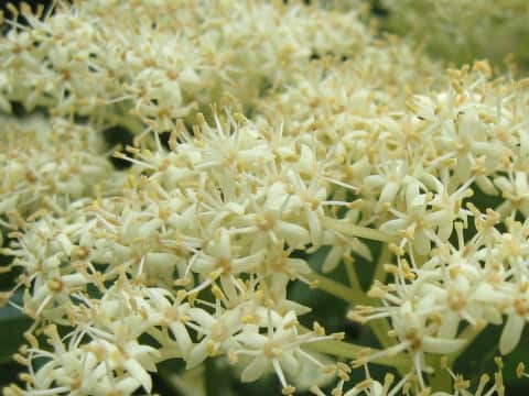 Swida macrophylla