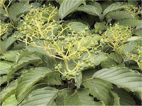 Swida macrophylla