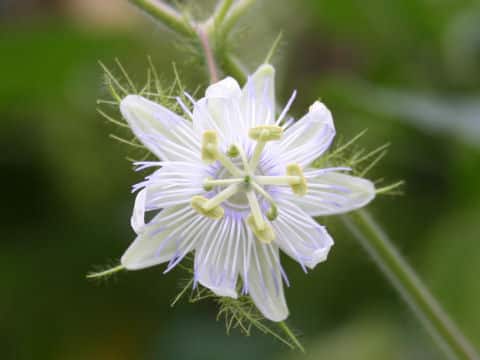 Passiflora foetida cv. Nova Odessa