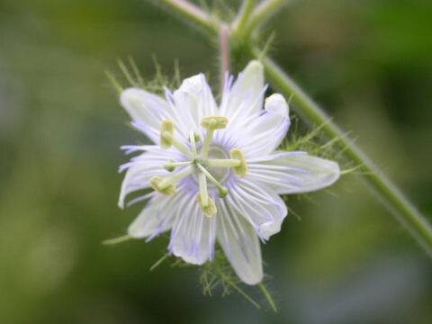 Passiflora foetida cv. Nova Odessa