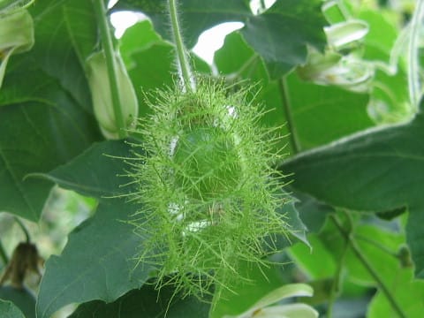 Passiflora foetida cv. Nova Odessa