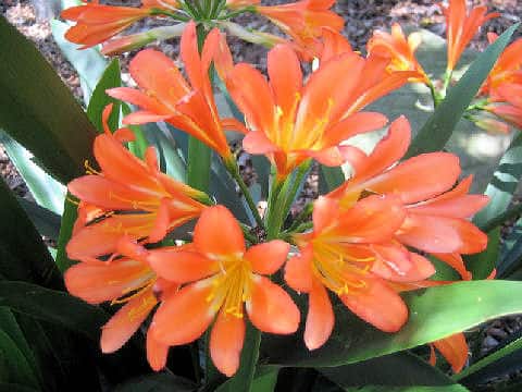 Clivia miniata