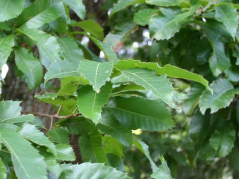 Quercus acutissima