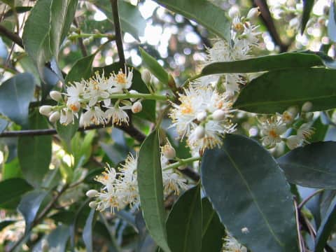 Symplocos prunifolia