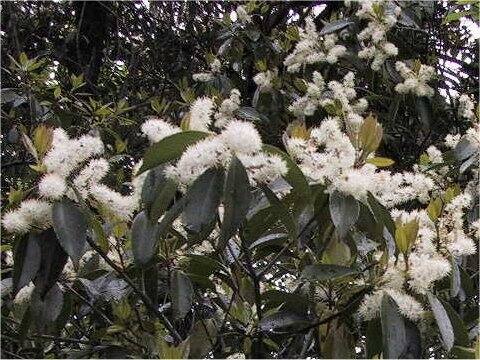 Symplocos prunifolia