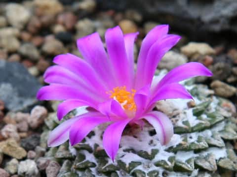 Ariocarpus kotschoubeyanus
