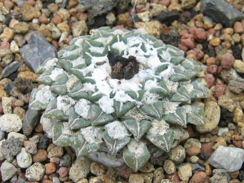 Ariocarpus kotschoubeyanus