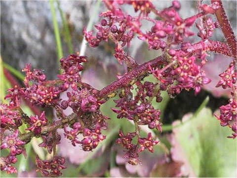 Saxifraga fusca ssp. kikubuki