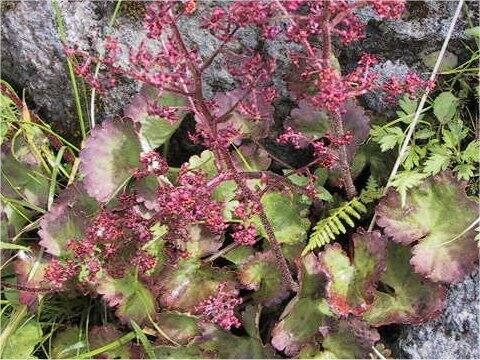 Saxifraga fusca ssp. kikubuki