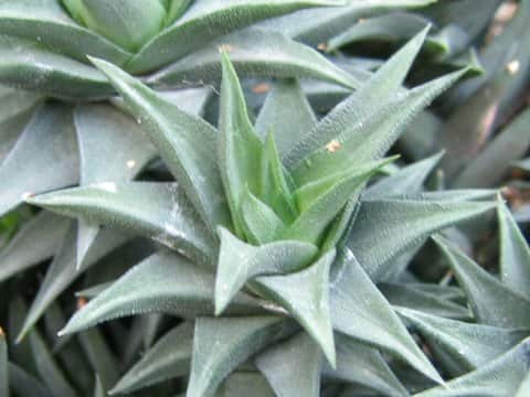 Haworthia sp.