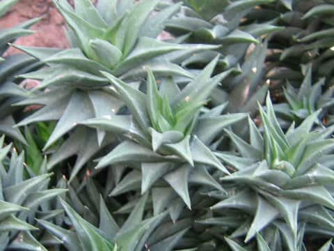 Haworthia sp.