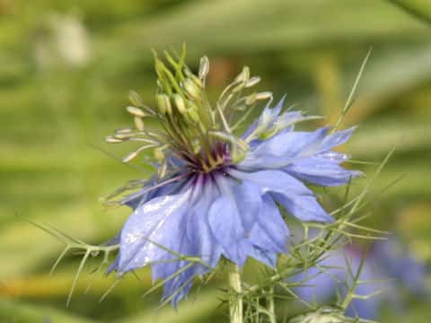 Nigella damascena
