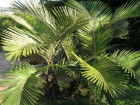 Arenga engleri