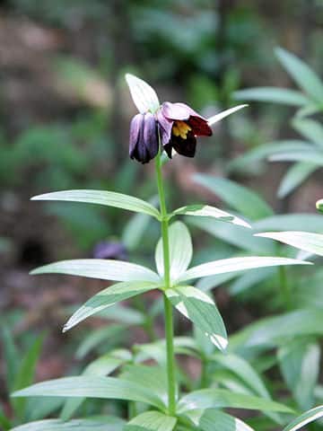 Fritillaria camtchatcensis