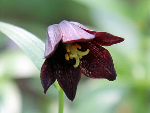 Fritillaria camtchatcensis