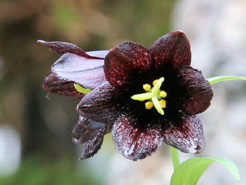 Fritillaria camtchatcensis