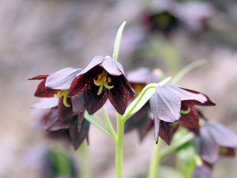 Fritillaria camtchatcensis