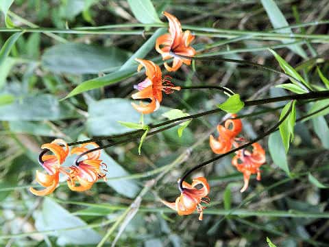 Lilium medeoloides