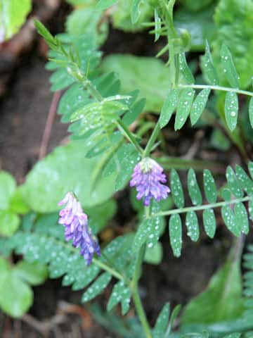 Vicia cracca