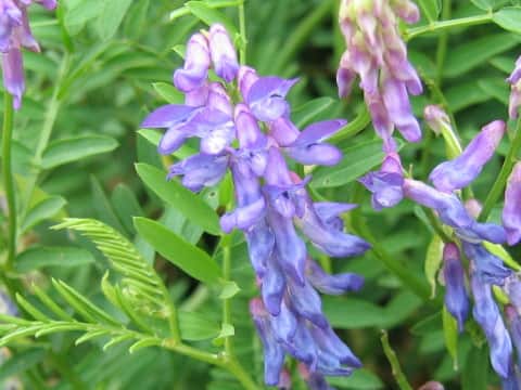Vicia cracca