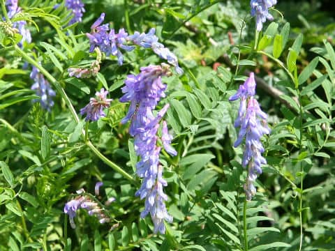 Vicia cracca