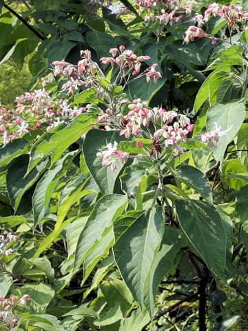 Clerodendron trichotomum