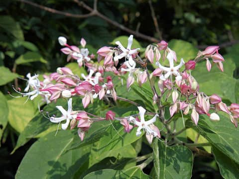Clerodendron trichotomum