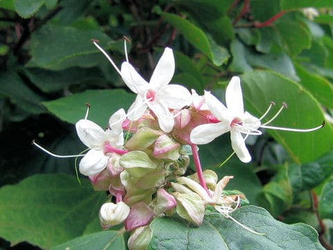 Clerodendron trichotomum